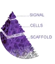Bone regeneration